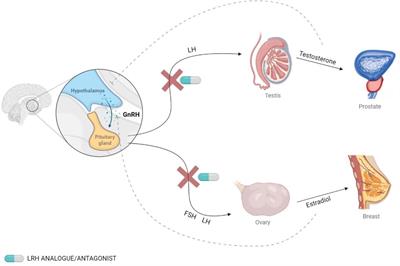 Conventional and new proposals of GnRH therapy for ovarian, breast, and prostatic cancers